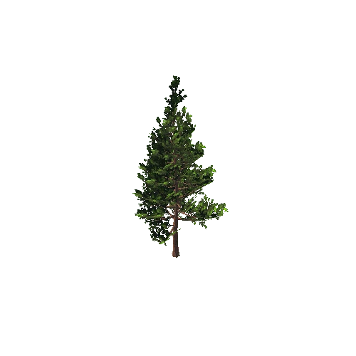 Pine 3